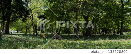 春の里山 132320802