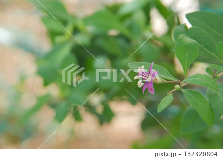 枸杞の花 枸杞の花 132320804