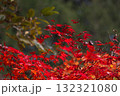 真っ赤な紅葉 132321080