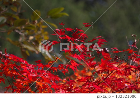 真っ赤な紅葉 真っ赤な紅葉 132321080