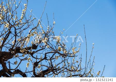 青空に映える白梅 132321141