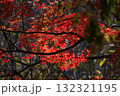 紅葉したモミジ 132321195