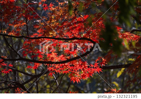 紅葉したモミジ 132321195