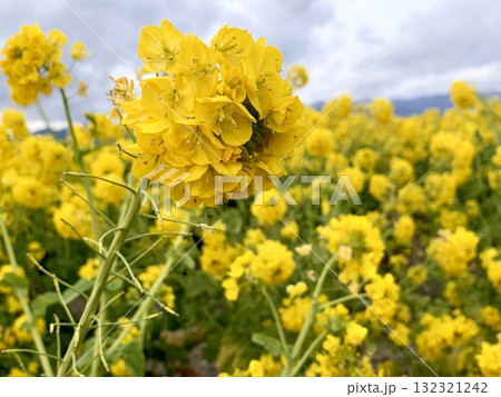 春風に揺れる黄色い菜の花 132321242