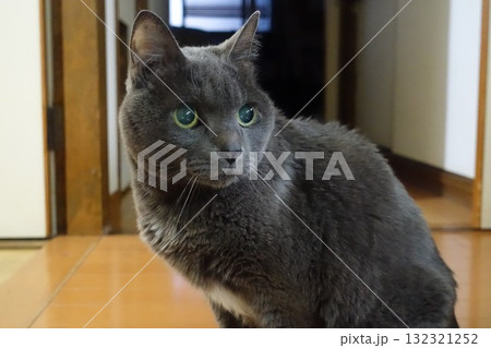 20歳を超えて元気なおじいちゃん猫 20歳を超えて元気なおじいちゃん猫 132321252
