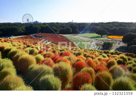 ロマンチック茨城（見晴らしの丘の秋が徐々に染まって行く、コキア畑。）国営ひたち海浜公園・ひたちなか市 132321359
