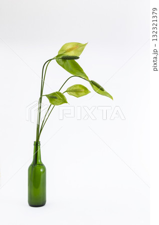 スパティーフィラム_01 132321379