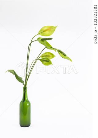 スパティーフィラム_03 132321381