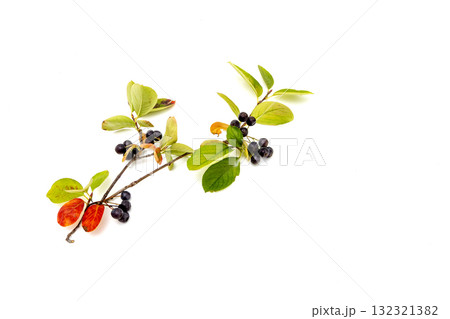 チョコベリー 132321382