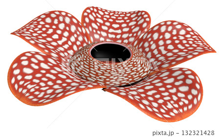 ラフレシア ラフレシア 132321428