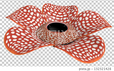 ラフレシア ラフレシア 132321428