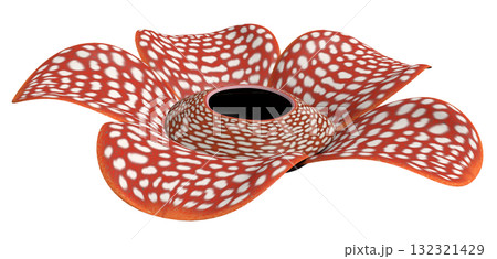 ラフレシア ラフレシア 132321429