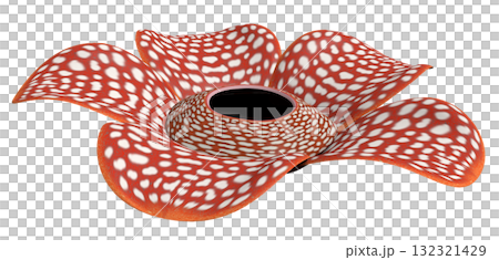 ラフレシア ラフレシア 132321429