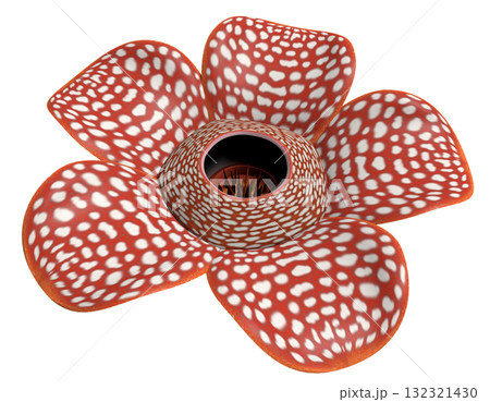 ラフレシア ラフレシア 132321430