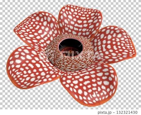 ラフレシア ラフレシア 132321430