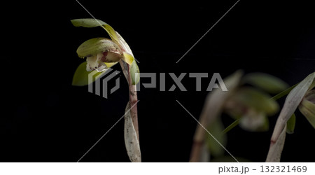 シュンラン 132321469