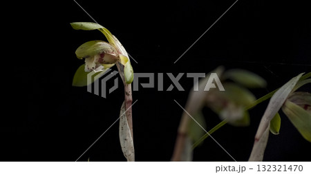 シュンラン 132321470