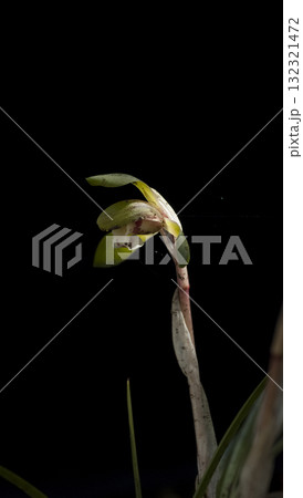 シュンラン 132321472