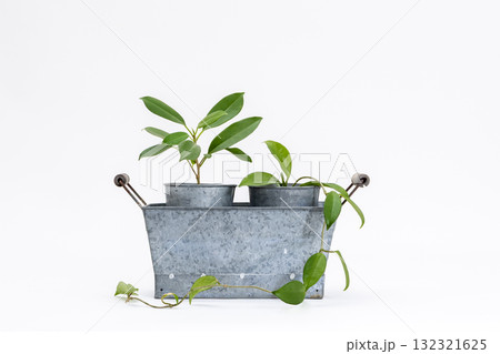 サクララン+ベンジャミン+ブリキの植木鉢_01 132321625