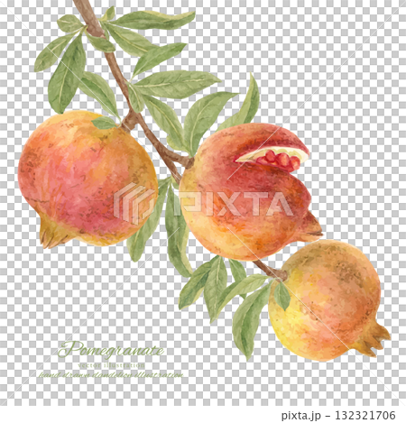 石榴果實和葉子的水彩插圖 132321706
