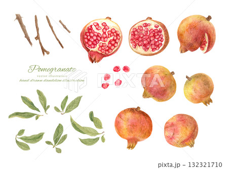 水彩で描いたザクロの果実と枝葉のイラストセット 132321710