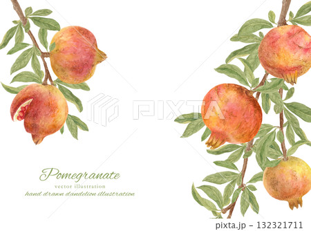 水彩で描いた木になっているザクロの果実のイラスト 132321711