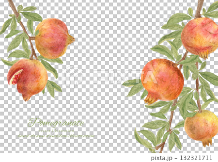 生長在樹上的石榴果實的水彩插圖 132321711