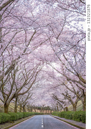 桜並木が続く郊外の道路 132321876