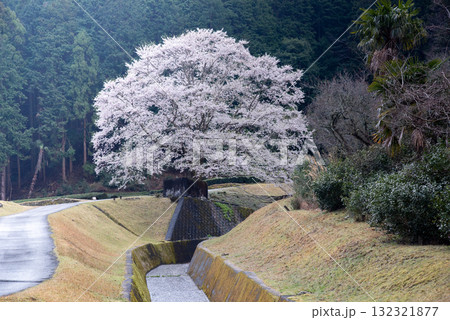 三重県　津市　美杉　竹原　薄墨桜公園 132321877