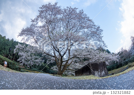 三重県 津市 美杉 竹原 薄墨桜公園 三重県 津市 美杉 竹原 薄墨桜公園 132321882