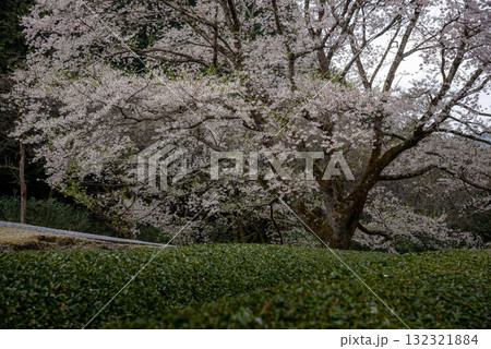 三重県 津市 美杉 竹原 薄墨桜公園 三重県 津市 美杉 竹原 薄墨桜公園 132321884