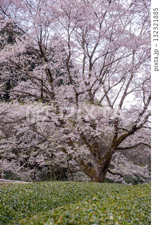 三重県　津市　美杉　竹原　薄墨桜公園 132321885