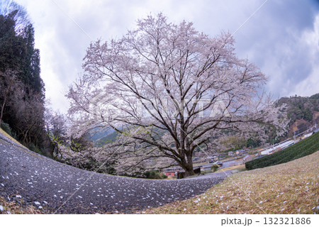 三重県　津市　美杉　竹原　薄墨桜公園 132321886