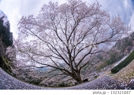 三重県 津市 美杉 竹原 薄墨桜公園 三重県 津市 美杉 竹原 薄墨桜公園 132321887