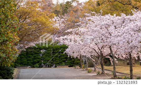 桜並木のある学校 校舎のイメージ 桜並木のある学校 校舎のイメージ 132321893