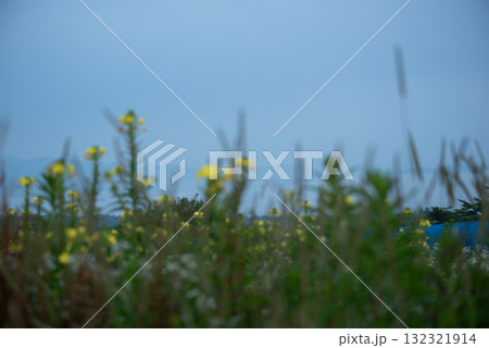 秋の野に咲く草花　イメージ 132321914