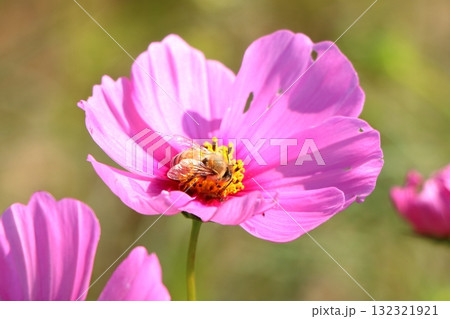コスモスの花にとまるミツバチ 132321921