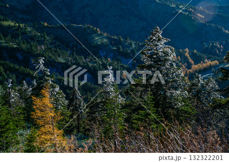 樹氷と紅葉の志賀高原 Rime Ice Meets Golden Larch at 樹氷と紅葉の志賀高原 Rime Ice Meets Golden Larch at 132322201