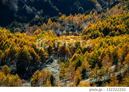 Yellowing Japanese Larch Forest, Shiga 志賀高原の落葉松紅葉 Yellowing Japanese Larch Forest, Shiga 志賀高原の落葉松紅葉 132322202