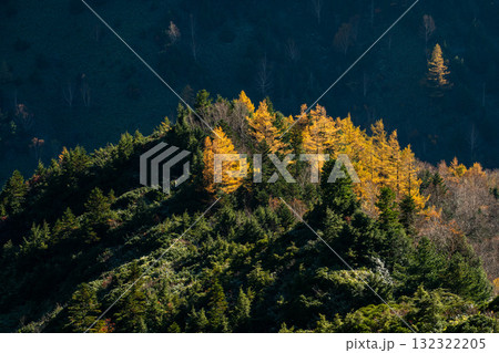 Yellowing Japanese Larch Forest, Shiga 志賀高原の落葉松紅葉 Yellowing Japanese Larch Forest, Shiga 志賀高原の落葉松紅葉 132322205