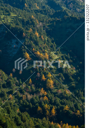 Yellowing Japanese Larch Forest, Shiga 志賀高原の落葉松紅葉 Yellowing Japanese Larch Forest, Shiga 志賀高原の落葉松紅葉 132322207