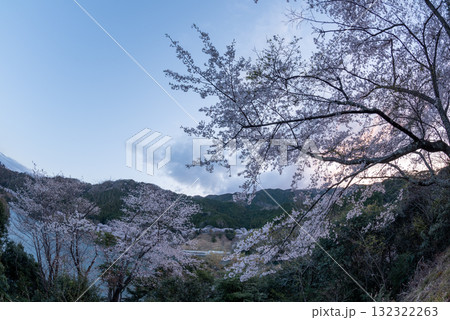 三重県　君ヶ野ダム　桜 132322263