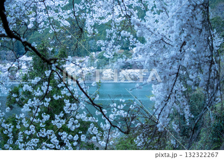 三重県 君ヶ野ダム 桜 三重県 君ヶ野ダム 桜 132322267