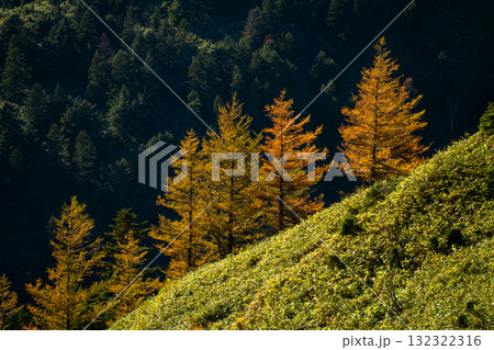 Yellowing Japanese Larch Forest, Shiga 志賀高原の落葉松紅葉 Yellowing Japanese Larch Forest, Shiga 志賀高原の落葉松紅葉 132322316