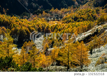 Yellowing Japanese Larch Forest, Shiga 志賀高原の落葉松紅葉 Yellowing Japanese Larch Forest, Shiga 志賀高原の落葉松紅葉 132322318