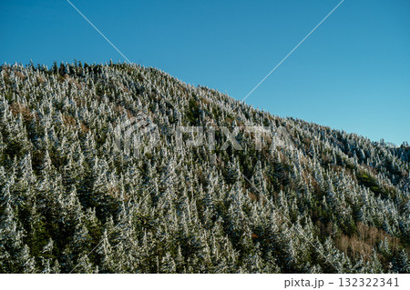 樹氷と紅葉が出会う志賀高原 Rime Ice Meets Golden Larch at 樹氷と紅葉が出会う志賀高原 Rime Ice Meets Golden Larch at 132322341