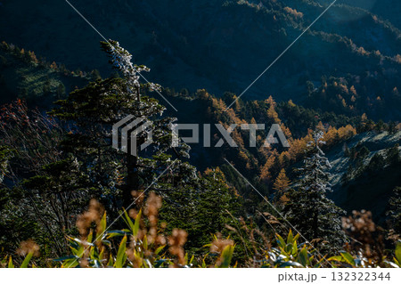 樹氷と紅葉が出会う志賀高原 Rime Ice Meets Golden Larch at 132322344