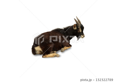 Goat reclined on its side, showcasing a tranquil pose, isolated, PNG 132322789