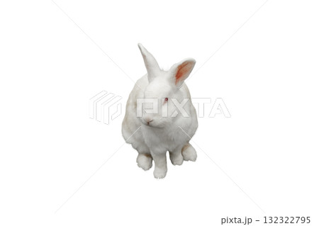 White rabbit with red eyes sitting on a white surface, isolated, PNG White rabbit with red eyes sitting on a white surface, isolated, PNG 132322795