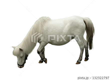 White pony bent down to graze on the ground, isolated, PNG White pony bent down to graze on the ground, isolated, PNG 132322797
